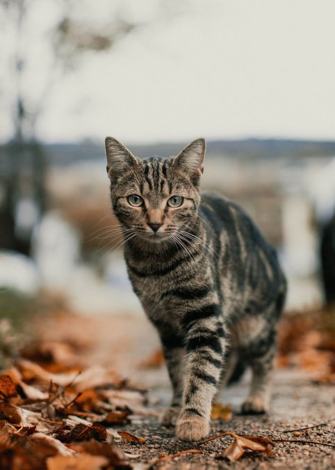 Single-Ingredient Freeze-Dried Cat Treats: Benefits & Safety