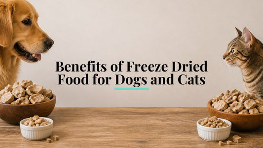 Benefits of Freeze Dried Food for Dogs and Cats
