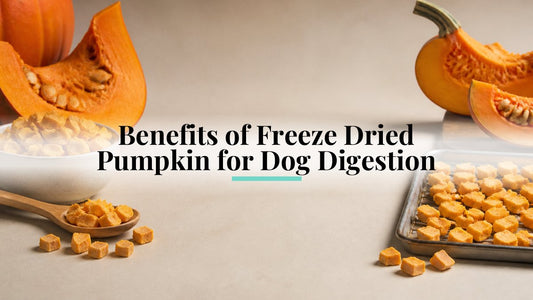 Benefits of Freeze Dried Pumpkin for Dog Digestion