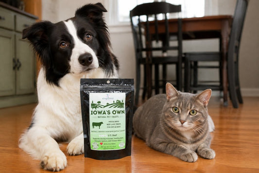 Best Online Pet Boutiques for Dogs and Cats