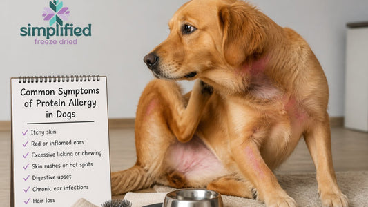 Common Symptoms of Protein Allergy in Dogs