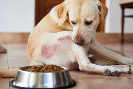 Dog Allergic Reaction to Dog Food: Signs & Solutions
