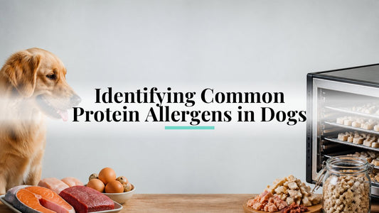 Identifying Common Protein Allergens in Dogs
