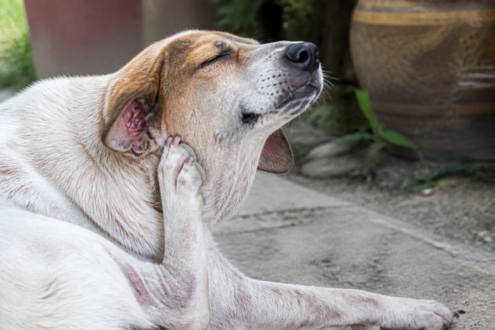 Natural Remedies for Dog Skin Allergies