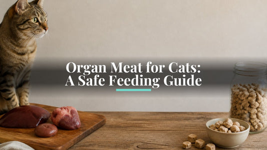 Organ Meat for Cats: A Safe Feeding Guide