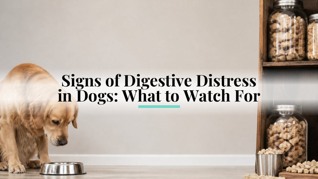 Signs of Digestive Distress in Dogs: What to Watch For